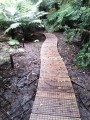 a simple timber boardwalk along the gully floor