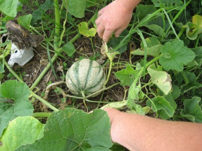 a home grown rock melon