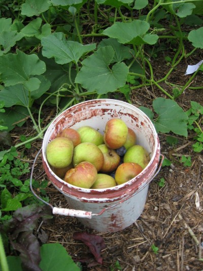 summer harvest of cox's orange apples