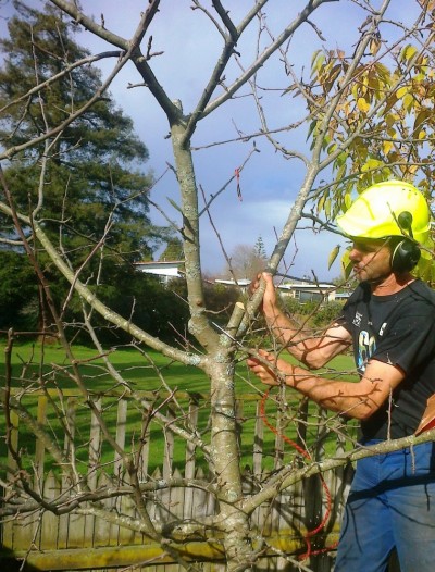 Tim pruning an apple tree for productivity and balance