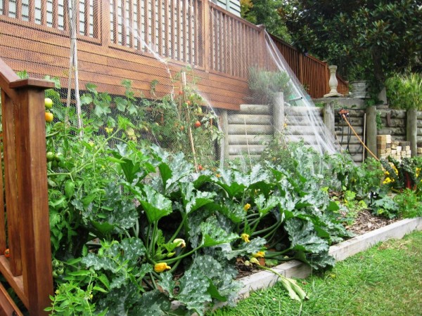 a productive easy care veg patch brightens up a sunny wall