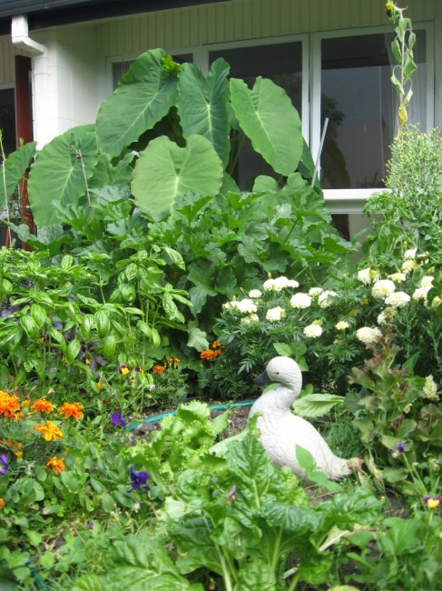 summer abundance in a tiny kitchen courtyard