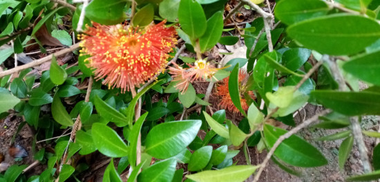 rata flowering in the ngahere