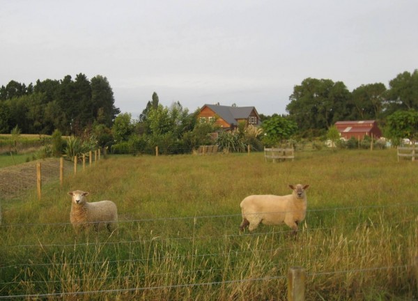 tranquil lifestyle block designed by Green Footprint