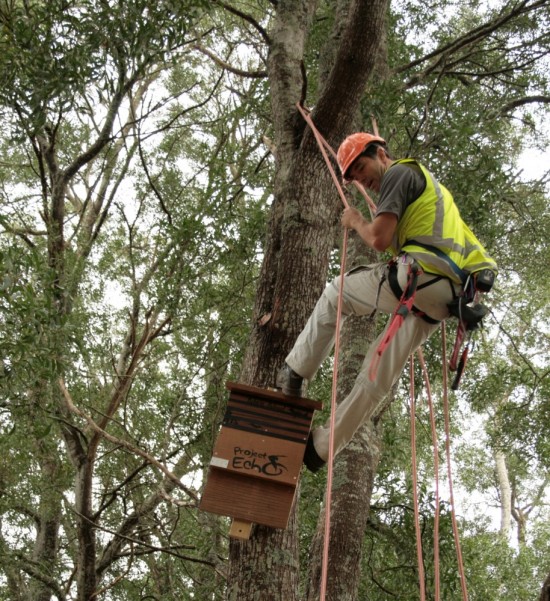Tim settling a new bat home into a tree in a Hamilton Gully