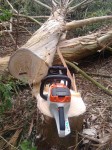 no emission, environmentally friendly tree pruning using electric chainsaw and hedge trimmer