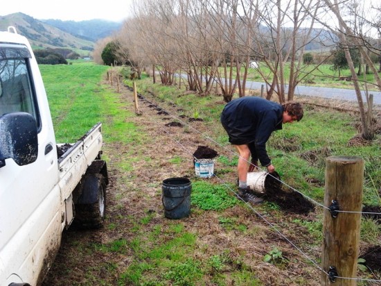 the GreenFootprint team planting  native shelter on a Waikato dairy farm.
