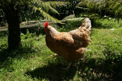 hens add life to the garden