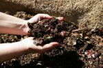 worms turn garden and kitchen waste into nutrient rich castings