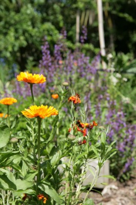 companion planting brings beneficial insects into your garden