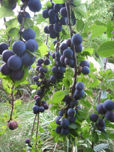 a heavy crop of damson plums