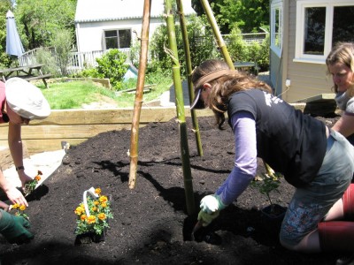 planting the tomatoes and companion flowers togather