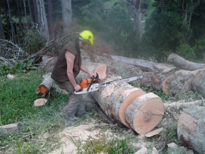 cutting firewood after felling
