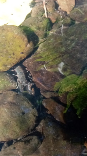 koura (freshwater crayfish)