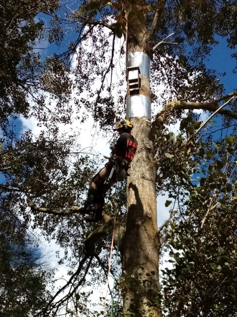 repairing a bat home in a big gum tree at a Hamilton school