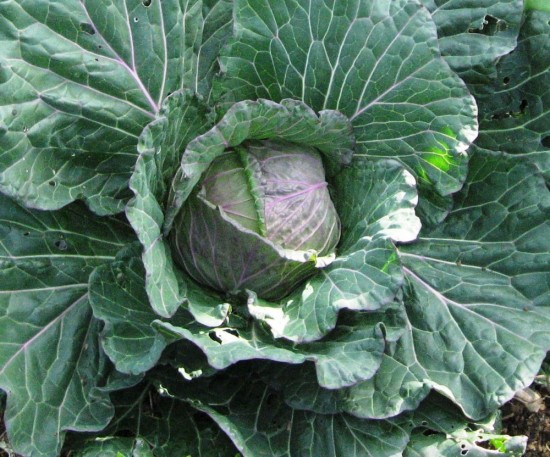organically grown winter cabbage