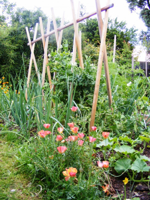 a beautiful edible organic garden