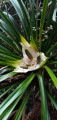 kiekie fruiting - a sign that possums are under control